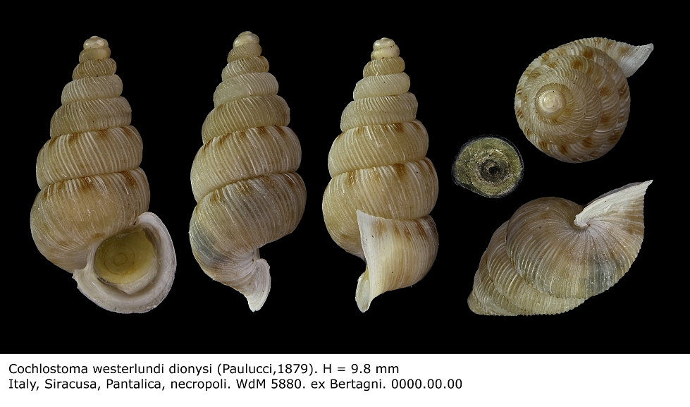 Cochlostoma  westerlundi dionysi Cava Grande Cassibile(SR)